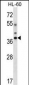 DLX5 Antibody (Center)