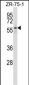 PUF60 Antibody (N-term)