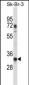 RPL8 Antibody (C-term)