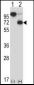 ARIH2 Antibody (C-term)