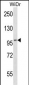 EIF4ENIF1 Antibody (N-term)