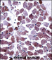 STEAP1 Antibody (N-term)