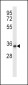 QPRT Antibody (C-term)