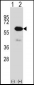 METAP2 Antibody (N-term)