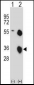 KLK8 Antibody (N-term)