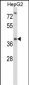 NANOS1 Antibody (Center)