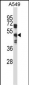 S1PR5 Antibody (Center)