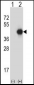 GNAI2 Antibody (N-term)