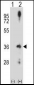 CCND2 Antibody (N-term)