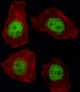 TBX21 Antibody (N-term)