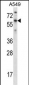 TBX21 Antibody (N-term)