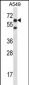 CHFR Antibody (C-term)