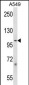 PCDHB1 Antibody (C-term)