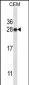 HMGB1 Antibody