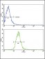 TLR6 Antibody (C-term)