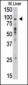 TLR6 Antibody (C-term)