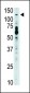 TLR7 Antibody (N-term)