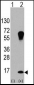 LC3 Antibody (APG8A)