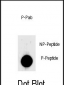 Phospho-LIN28(S134) Antibody