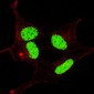 Phospho-LIN28(S134) Antibody