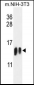 H4-K20 Antibody (N-term)