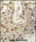 cGKII Antibody (C-term)