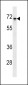 C-rel Antibody