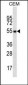 CD4 Antibody