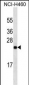 UCHL1 Antibody