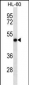 RCC1  Antibody