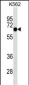 SOX9 Antibody