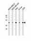 ACTA1 Antibody