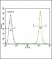 ACTA1 Antibody