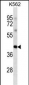 POU5F1 Antibody (Ascites)