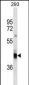 CD7 Antibody (N-term) (Ascites)