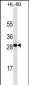 TNFSF4 Antibody (Ascites)