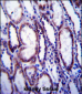 COL1A1 Antibody (C-term)