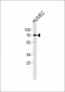 ORC2L Antibody (Center)
