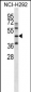 KLF1 Antibody (C-term)