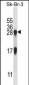 IL32 Antibody (N-term)