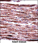 PERP Antibody (C-term)
