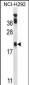 PERP Antibody (C-term)