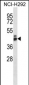 GPR27 Antibody (Center)