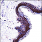 PSMB5 Antibody (C-term)