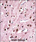 SNRPN Antibody (N-term)