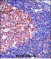 MCM4 Antibody (C-term)