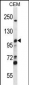 MCM4 Antibody (C-term)