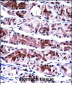 NXF1 Antibody (N-term)