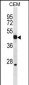 WIF1 Antibody (C-term)