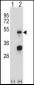 HAT1 Antibody (N-term)